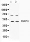 Anti-HnRNP H Picoband Antibody